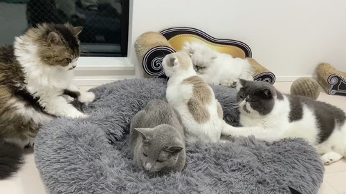 猫　もみもみ　動画　かわいい　癒やし