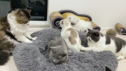 猫　もみもみ　動画　かわいい　癒やし