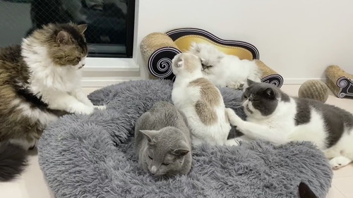 猫　もみもみ　動画　かわいい　癒やし