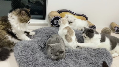 猫　もみもみ　動画　かわいい　癒やし