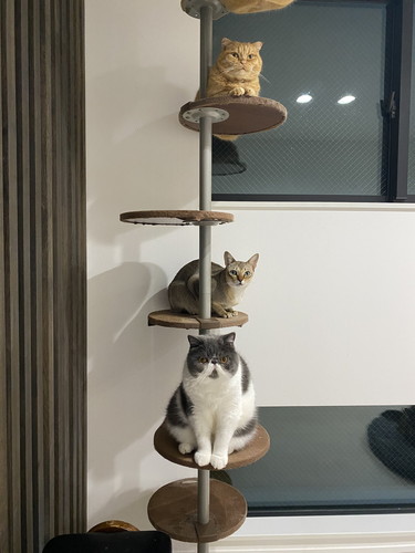 猫　もみもみ　動画　かわいい　癒やし