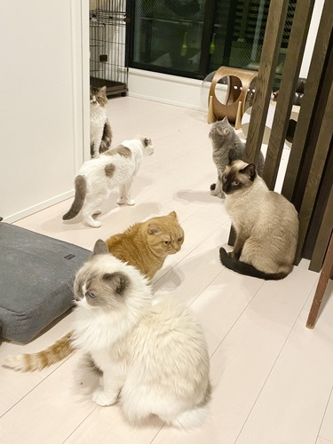 猫　もみもみ　動画　かわいい　癒やし