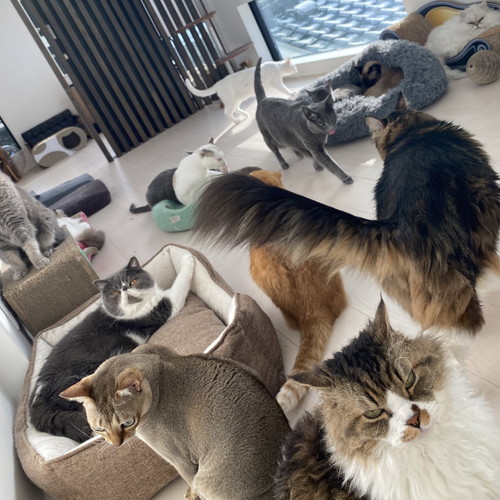 猫　もみもみ　動画　かわいい　癒やし