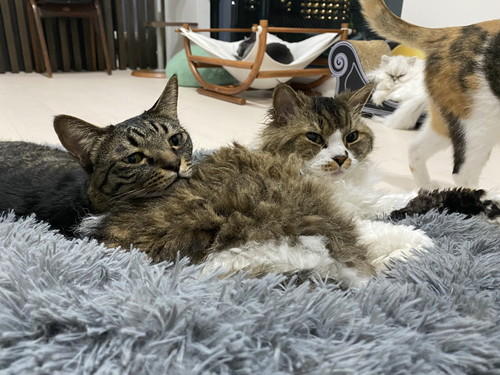 猫　もみもみ　動画　かわいい　癒やし