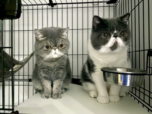 猫　もみもみ　動画　かわいい　癒やし