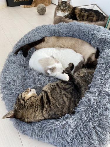 猫　もみもみ　動画　かわいい　癒やし