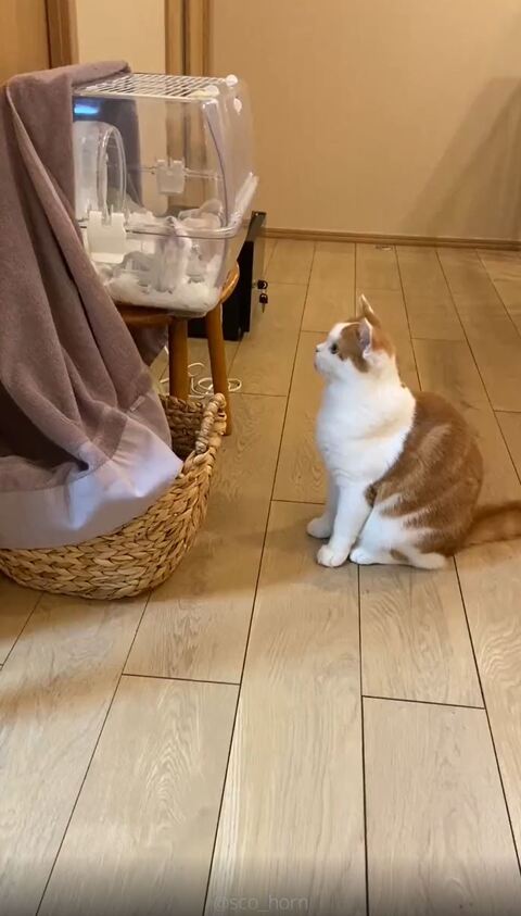 ホルンくん 歌くん ハムスター 観察 子猫 スコティッシュフォールド 猫とハムスター