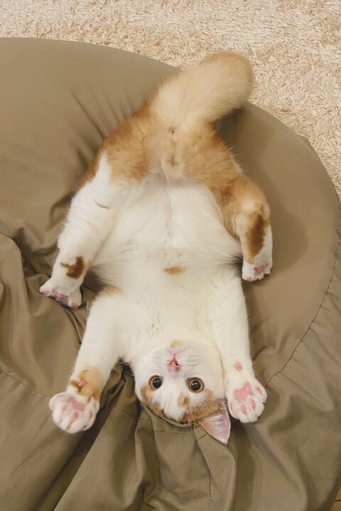 ホルンくん 歌くん ハムスター 観察 子猫 スコティッシュフォールド 猫とハムスター