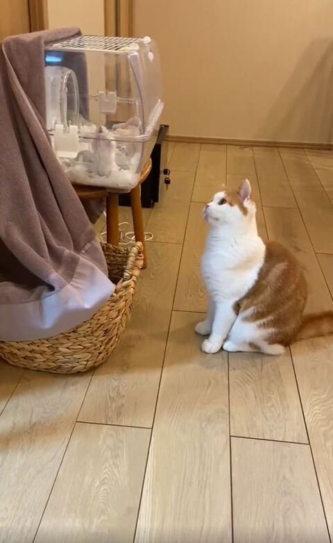 ホルンくん 歌くん ハムスター 観察 子猫 スコティッシュフォールド 猫とハムスター