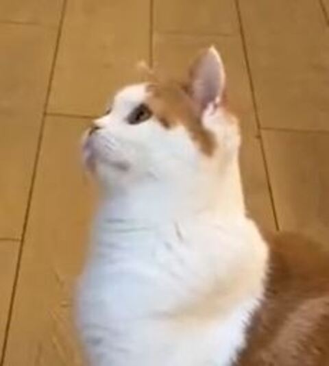 ホルンくん 歌くん ハムスター 観察 子猫 スコティッシュフォールド 猫とハムスター