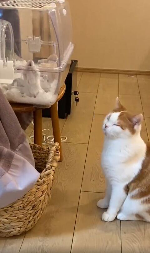 ホルンくん 歌くん ハムスター 観察 子猫 スコティッシュフォールド 猫とハムスター