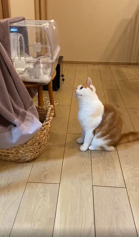 ホルンくん 歌くん ハムスター 観察 子猫 スコティッシュフォールド 猫とハムスター