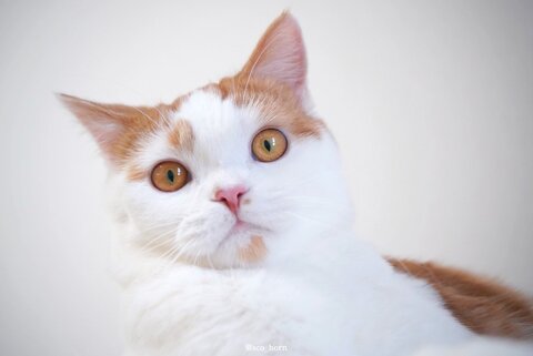 ホルンくん 歌くん ハムスター 観察 子猫 スコティッシュフォールド 猫とハムスター