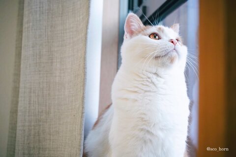 ホルンくん 歌くん ハムスター 観察 子猫 スコティッシュフォールド 猫とハムスター