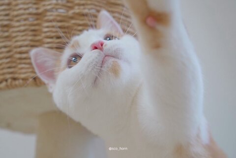 ホルンくん 歌くん ハムスター 観察 子猫 スコティッシュフォールド 猫とハムスター