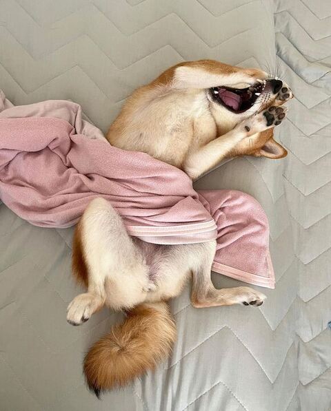 はなちゃん 柴犬 笑顔 なでなで　マッサージ　動画