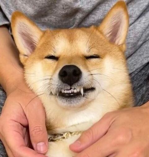 はなちゃん 柴犬 笑顔 なでなで　マッサージ　動画