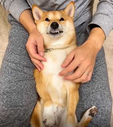 はなちゃん 柴犬 笑顔 なでなで　マッサージ　動画