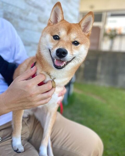 はなちゃん 柴犬 笑顔 なでなで　マッサージ　動画