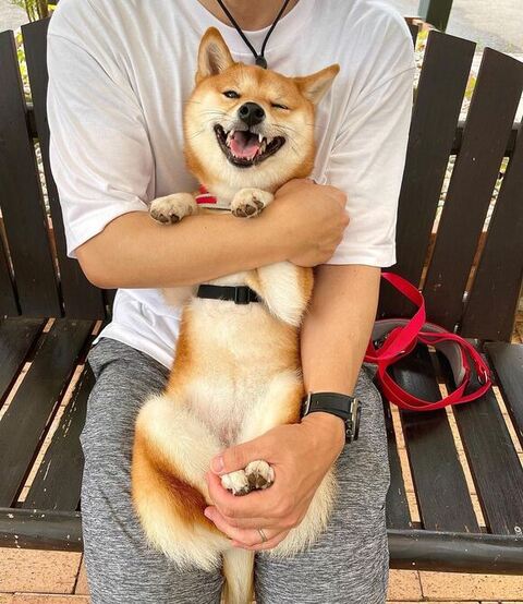 はなちゃん 柴犬 笑顔 なでなで　マッサージ　動画