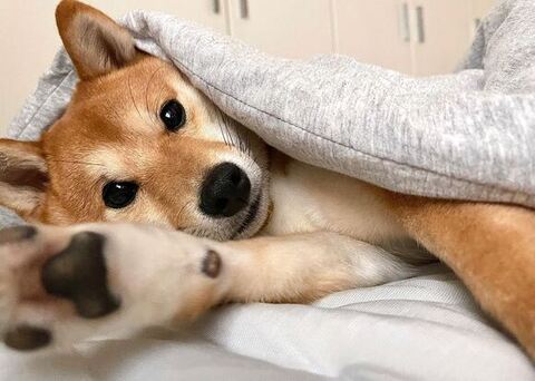 はなちゃん 柴犬 笑顔 なでなで　マッサージ　動画