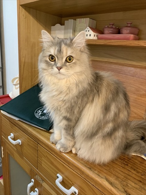 猫　ドライヤー　アクロバティック　画像　面白