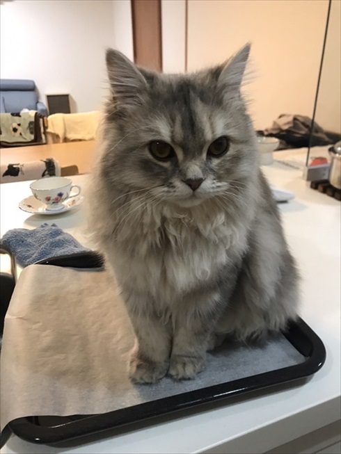 猫　ドライヤー　アクロバティック　画像　面白