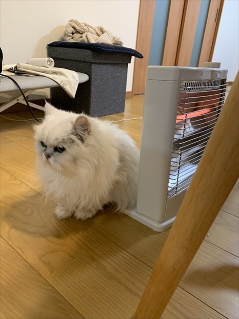 猫　ドライヤー　アクロバティック　画像　面白