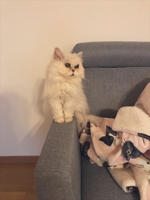 猫　ドライヤー　アクロバティック　画像　面白