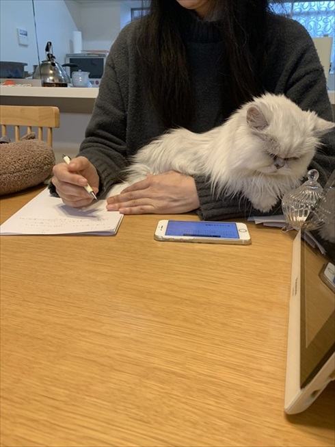 猫　ドライヤー　アクロバティック　画像　面白