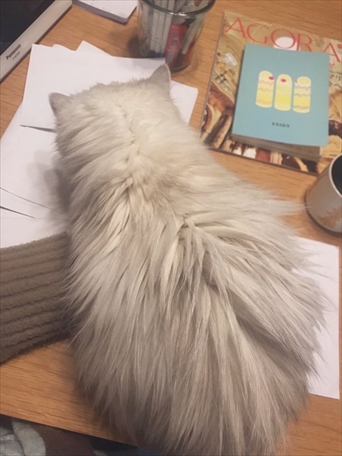 猫　ドライヤー　アクロバティック　画像　面白