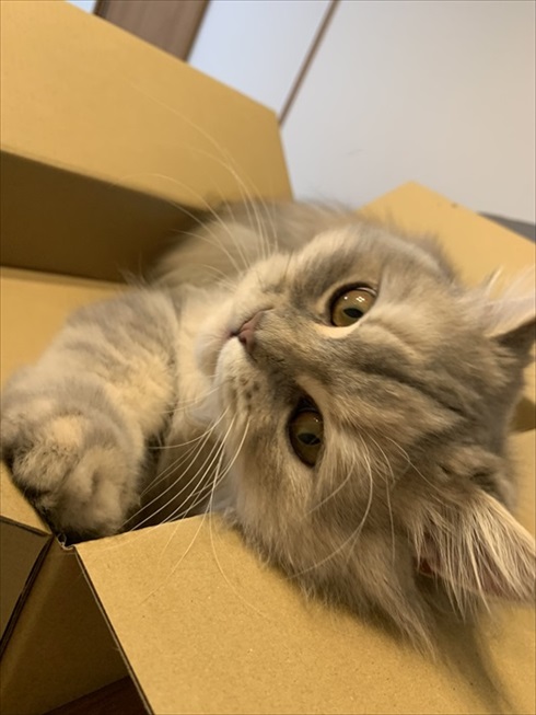 猫　ドライヤー　アクロバティック　画像　面白