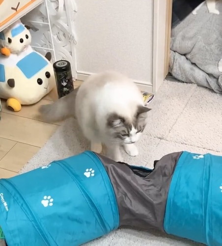 猫　かわいい　動画　面白