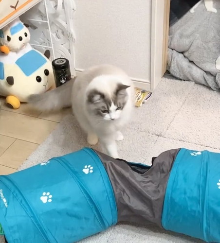 猫　かわいい　動画　面白