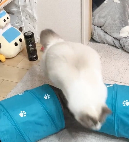 猫　かわいい　動画　面白