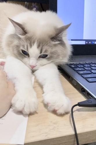 猫　かわいい　動画　面白