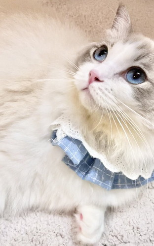 猫　かわいい　動画　面白