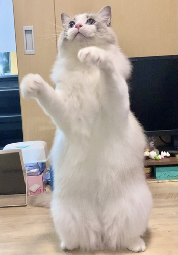 猫　かわいい　動画　面白