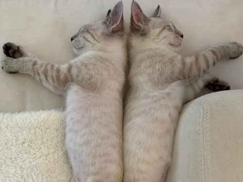 猫 ブーマー ミア 左右対称 兄 妹 ハワイ マウイ