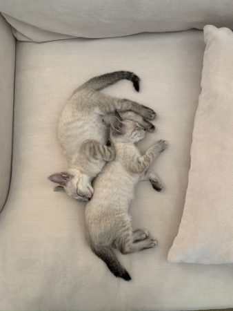 猫 ブーマー ミア 左右対称 兄 妹 ハワイ マウイ