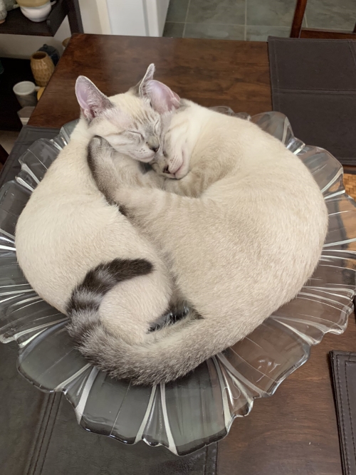 猫 ブーマー ミア 左右対称 兄 妹 ハワイ マウイ