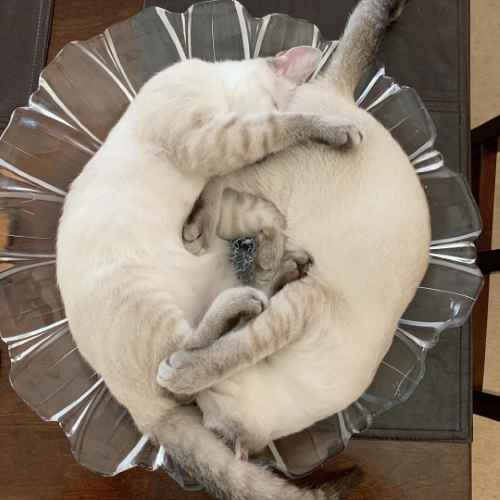 猫 ブーマー ミア 左右対称 兄 妹 ハワイ マウイ