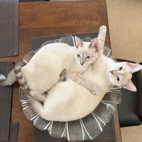 猫 ブーマー ミア 左右対称 兄 妹 ハワイ マウイ