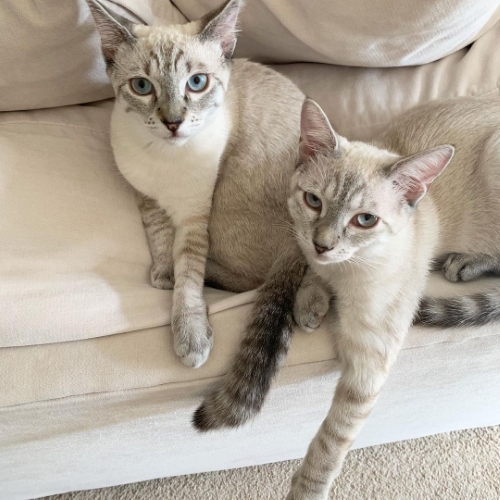 猫 ブーマー ミア 左右対称 兄 妹 ハワイ マウイ