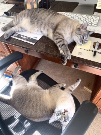 猫 ブーマー ミア 左右対称 兄 妹 ハワイ マウイ