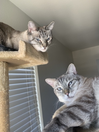 猫 ブーマー ミア 左右対称 兄 妹 ハワイ マウイ