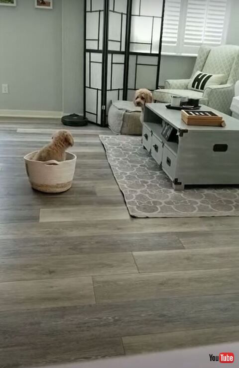 Dog Gets Excited to Befriend