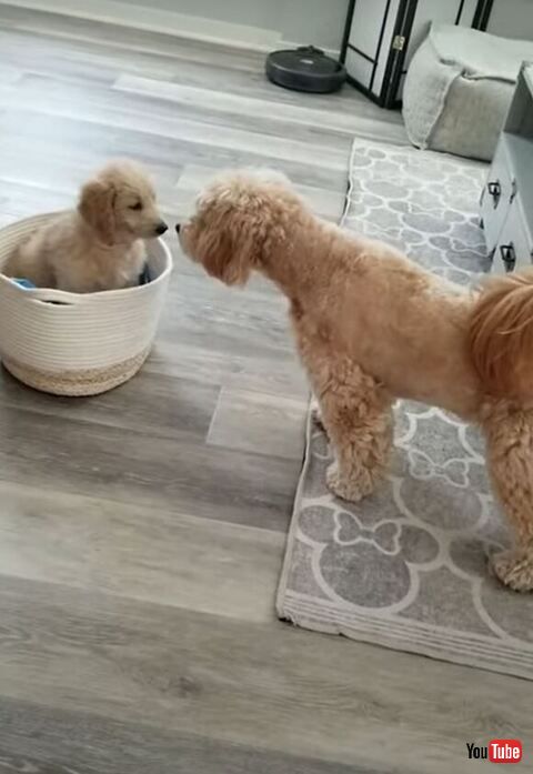 Dog Gets Excited to Befriend