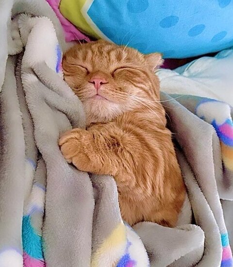 大所帯 人間 子ども 寝顔