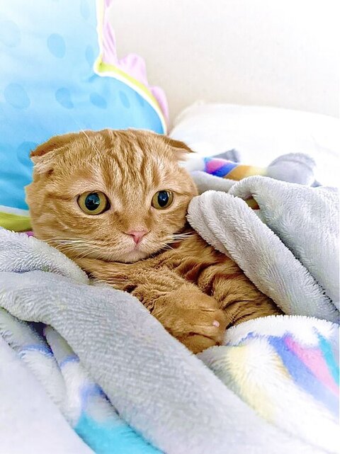 大所帯 人間 子ども 寝顔